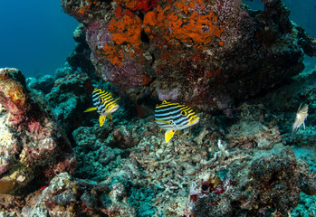 Oriental Sweetlips, Plectorhinchus Vittatus 