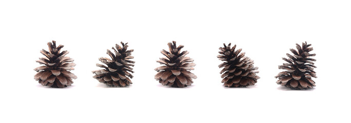 Pine cone tree fruits isolate on white background