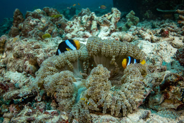 Clark's anemonefish, Amphiprion clarkii