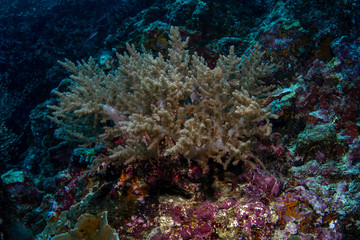 Fototapeta na wymiar Litophyton arboreum, broccoli coral closeup in tropical reef