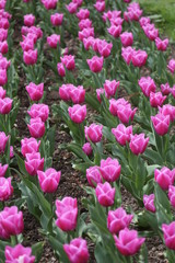 fotografias de flores varias 