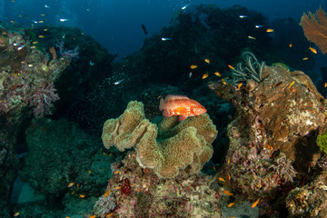 Fototapeta na wymiar Coral Grouper, Plectropomus pessuliferus