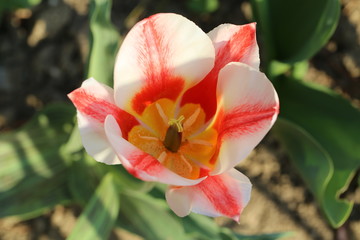 fotografias de flores varias 