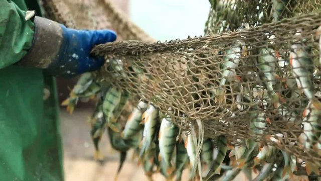 Fishermen catching fish nets