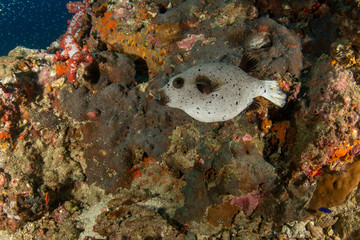 Blackspotted puffer, dog-faced puffer
