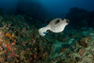 Blackspotted puffer, dog-faced puffer
