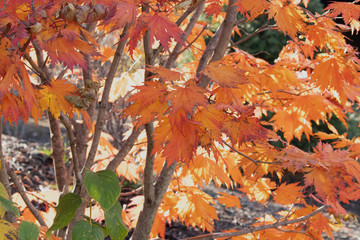 Golden Chinese Maple