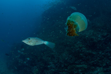 Fototapeta premium Scrawled Filefish eating Jellyfish