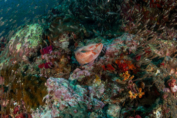 Naklejka na ściany i meble Coral Grouper, Plectropomus pessuliferus