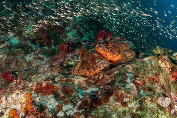 Fototapeta na wymiar Bearded scorpionfish, Scorpaenopsis barbata in tropical coral reef with shoal of Glassfish 