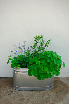 Nasturtium And Violet Flowers Grow In New Galvanized Steel Stock Tank Against White Wall 