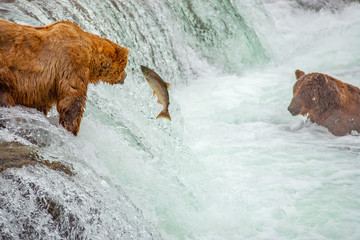 Grizzly bears fishing for salmon at Brooks Falls, Katmai NP, Alaska