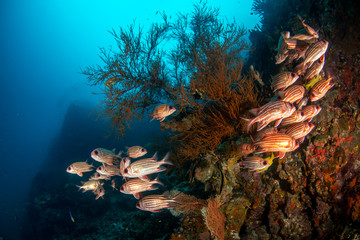 Crown Squirrelfish, Sargocentron Diadema