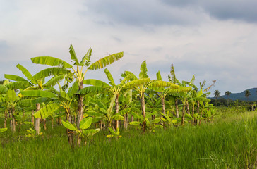 Obraz premium Banana garden among the field