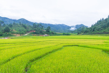 Fototapeta premium Beautiful view of rice terrace, mu cang chai, vietnam