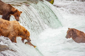 Grizzly bears fishing for salmon at Brooks Falls, Katmai NP, Alaska