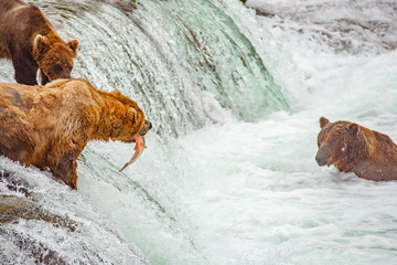 Grizzly bears fishing for salmon at Brooks Falls, Katmai NP, Alaska