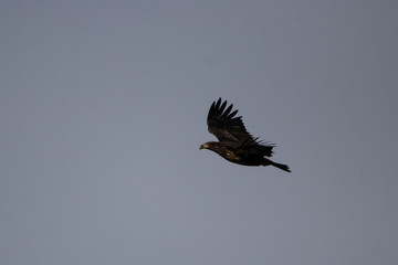 Soaring on Eagle Wings