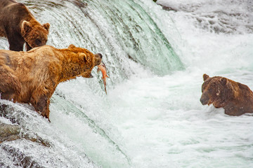 Grizzly bears fishing for salmon at Brooks Falls, Katmai NP, Alaska