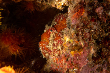 Fototapeta na wymiar Orange Frogfish 