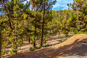 Fototapeta na wymiar Canarian pines, pinus canariensis in the Corona Forestal Nature