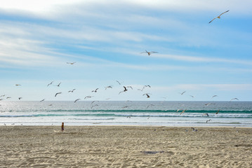 Child running on the beach while seagulls fly all around.