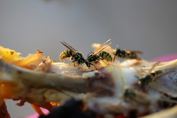 fotos de insectos varios 