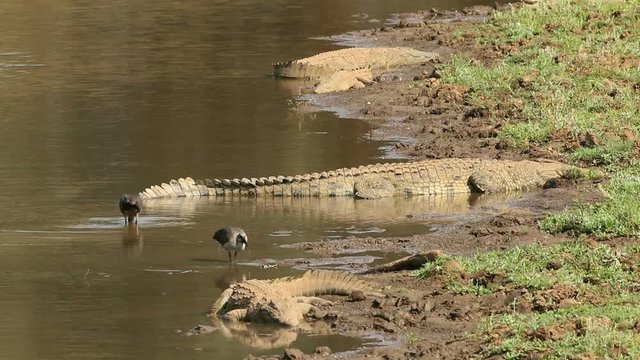 Nile crocodiles (Crocodylus niloticus) basking in the sun with foraging hadeda ibises, Kruger National Park, South Africa