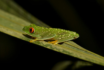 rana arborea tropical