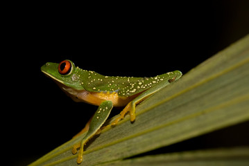 rana arborea tropical