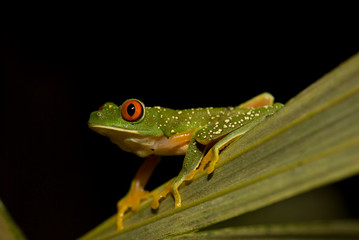 rana arborea tropical