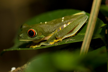 rana arborea tropical