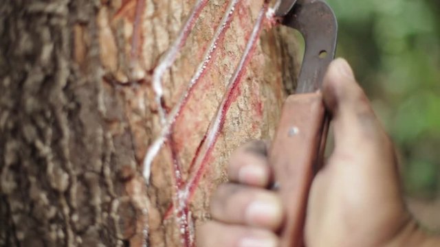 Closeup of a rubber tapper digging a groove in the rubber tree to extract the latex. Extractivism guarantees the economic survival of the inhabitants of the Amazon rainforest for 8 months a year.