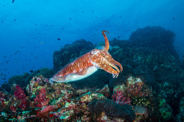 Beautiful Cuttlefish on a dark tropical coral reef (Richelieu Rock, Thailand)