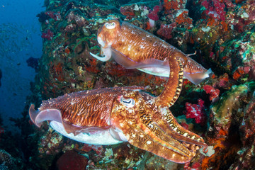 Beautiful Cuttlefish on a dark tropical coral reef (Richelieu Rock, Thailand)