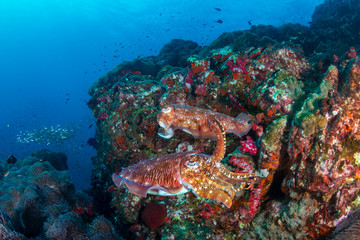 Naklejka na ściany i meble Beautiful Cuttlefish on a dark tropical coral reef (Richelieu Rock, Thailand)