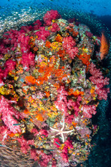 Starfish and colorful soft corals on a healthy tropical coral reef