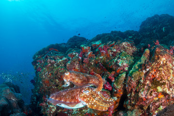 Fototapeta na wymiar Beautiful Cuttlefish on a dark tropical coral reef (Richelieu Rock, Thailand)