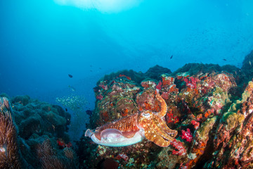 Beautiful Cuttlefish on a dark tropical coral reef (Richelieu Rock, Thailand)