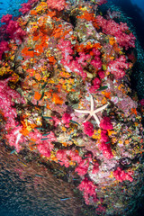 Starfish and colorful soft corals on a healthy tropical coral reef