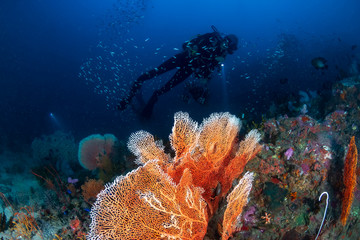 Female SCUBA diver on a tropical coral reef at dawn © whitcomberd