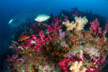 Tropical fish on the coral reef of Richelieu Rock, Thailand