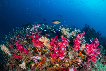 Fototapeta na wymiar Schools of Tropical Fish on a colorful, healthy coral reef