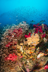 Colorful, healthy tropical coral reef covered in fish and marine life