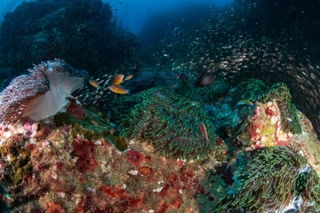 Fototapeta na wymiar Colorful clownfish surrounded by corals on a tropical reef