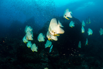 Fototapeta premium A large school of Batfish on Richelieu Rock, Thailand