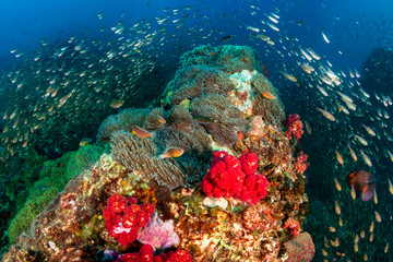 Colorful, healthy tropical coral reef covered in fish and marine life