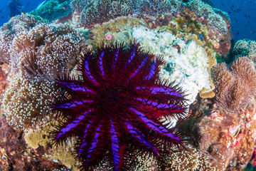 Large Crown of Thorns starfish digesting coral on a tropical coral reef in Thailand (Richelieu Rock)