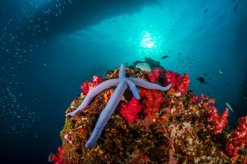 Beautiful Starfish on a colorful, healthy, tropical coral reef (Richelieu Rock)