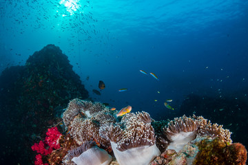 Naklejka premium Skunk Clownfish and colorful corals on a tropical reef in Thailand